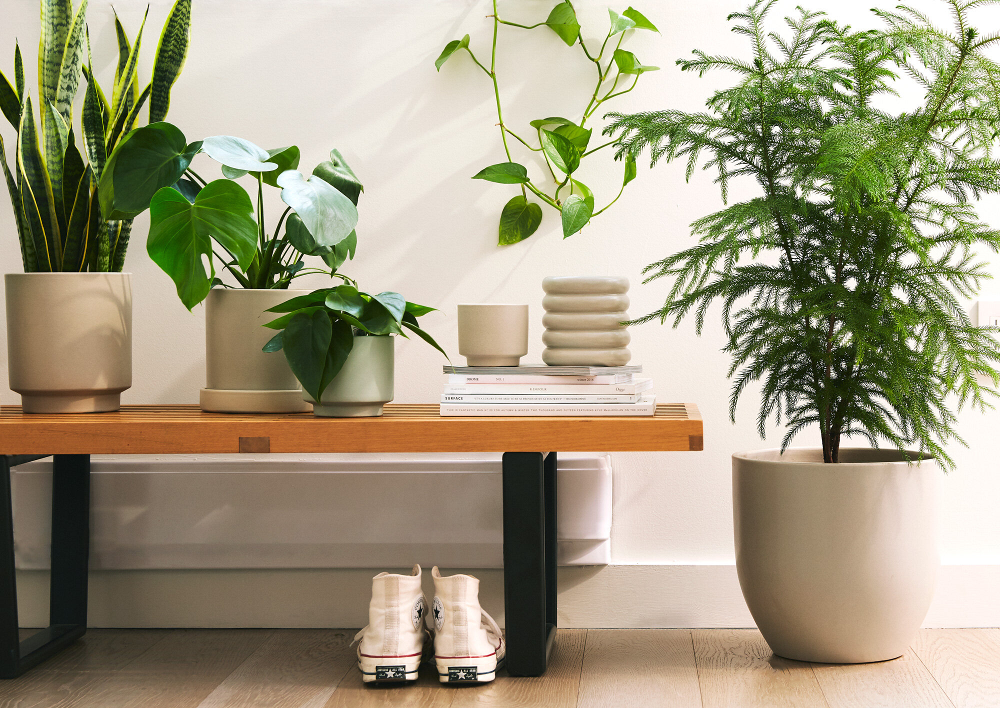 Top 10 plante recomandate pentru casa ta